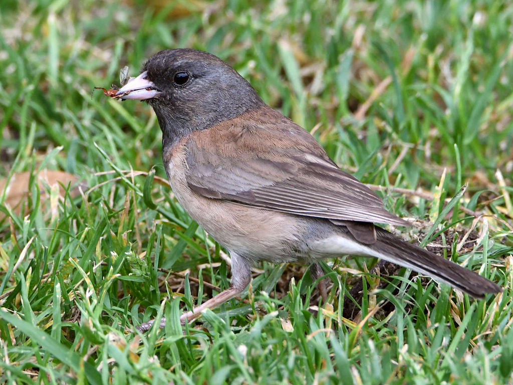 Junco3.jpg