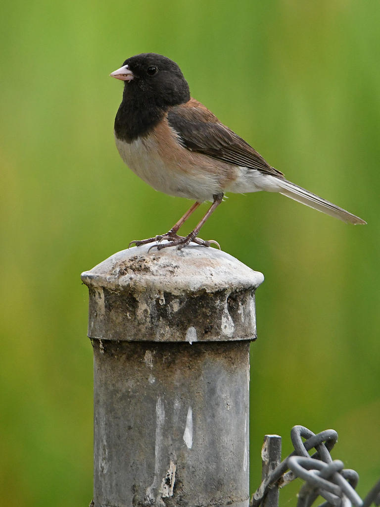 Junco3.jpg