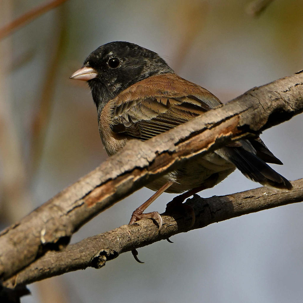 Junco3.jpg