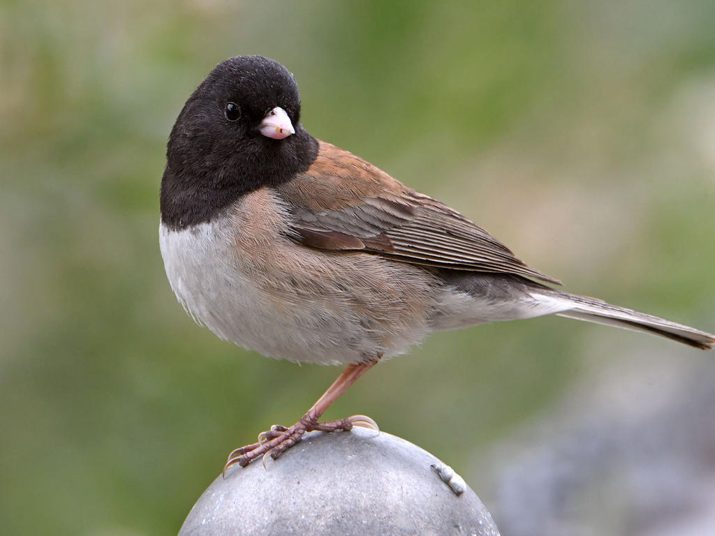 Junco3.jpg
