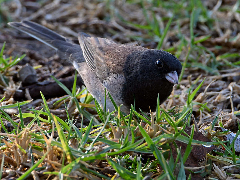 Junco3.jpg
