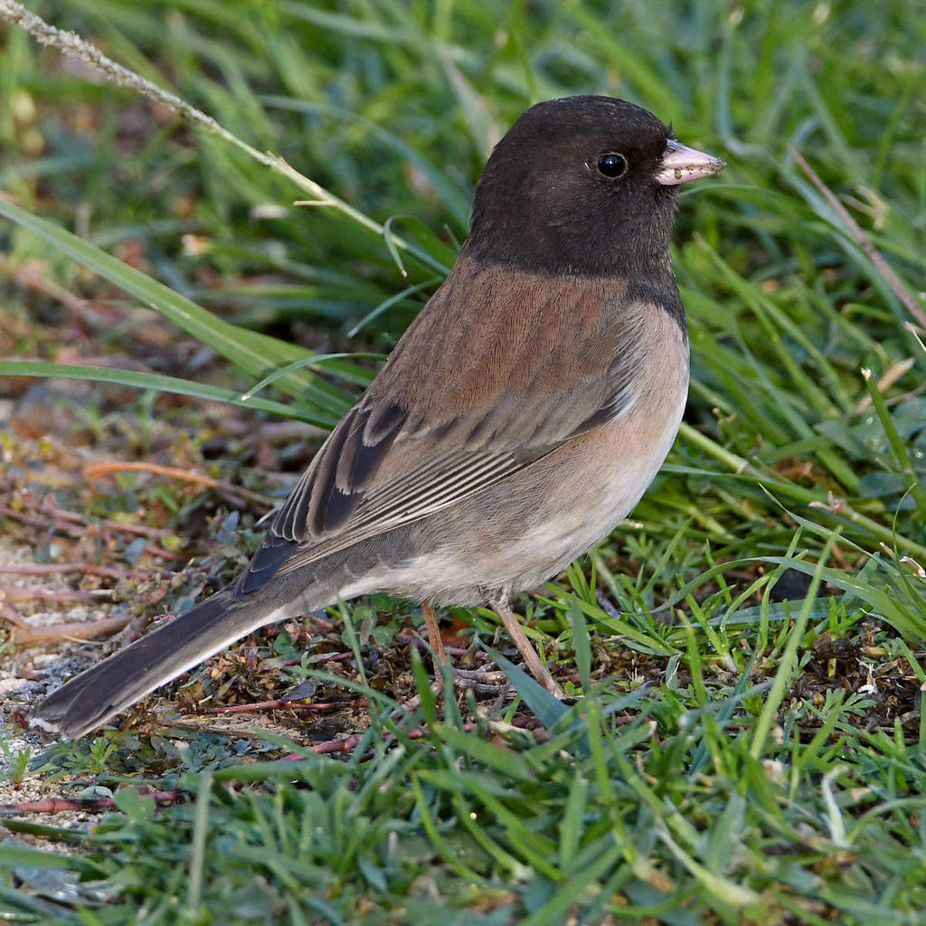 Junco3.jpg