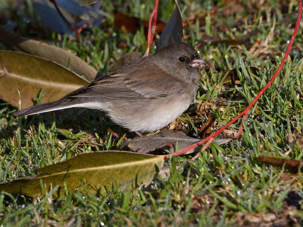 Junco3.jpg