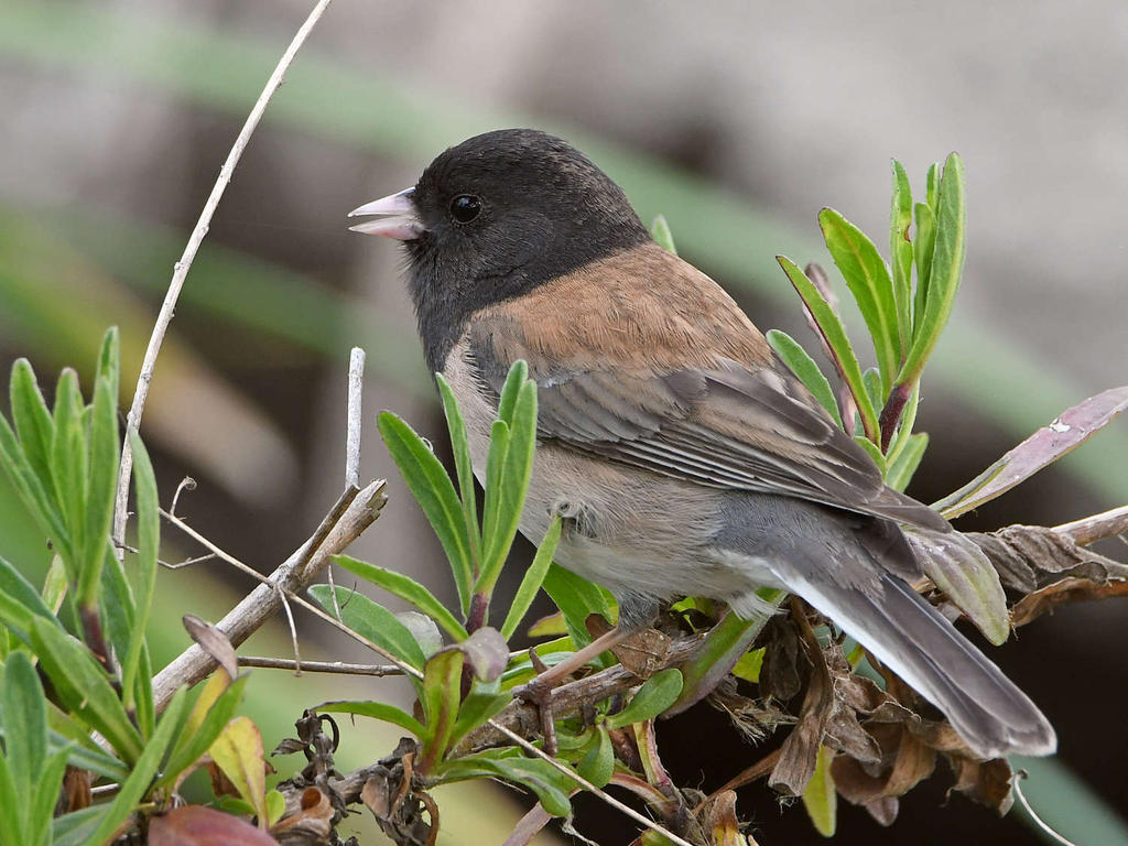 Junco3.jpg