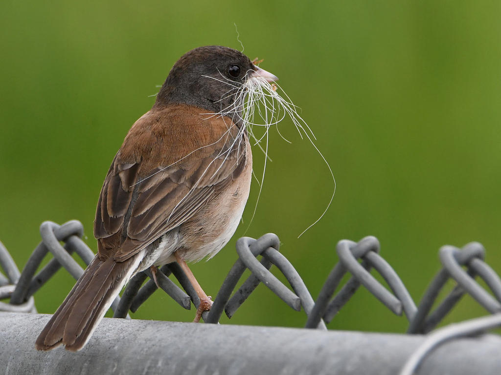 Junco3.jpg