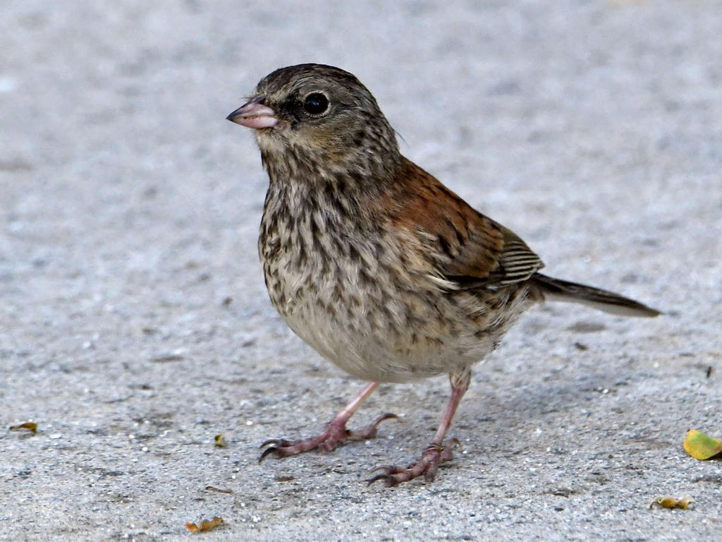 Junco3.jpg