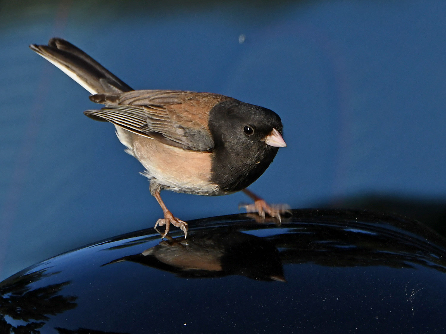 Junco3.jpg