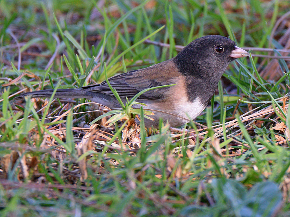 Junco4.jpg