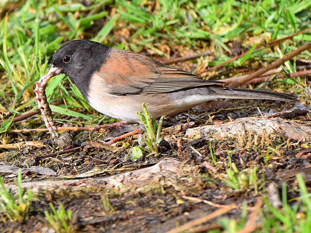Junco4.jpg