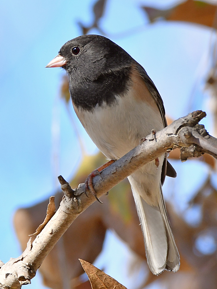 Junco4.jpg