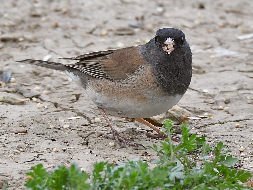 Junco4.jpg