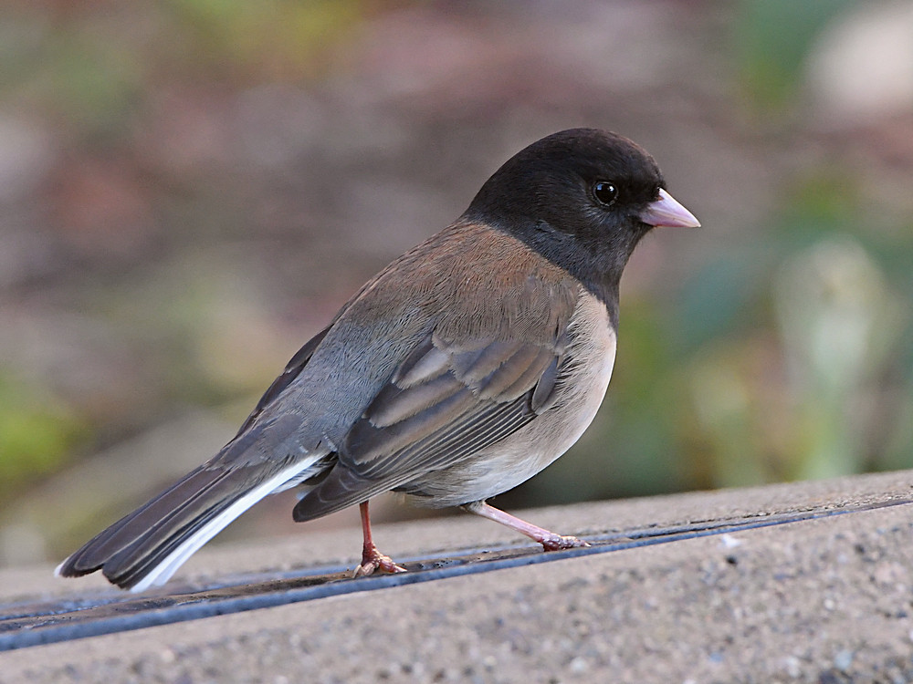 Junco4.JPG