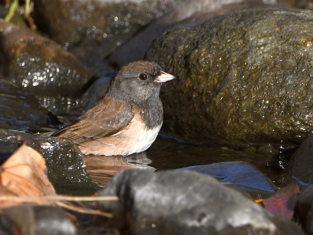 Junco4.jpg