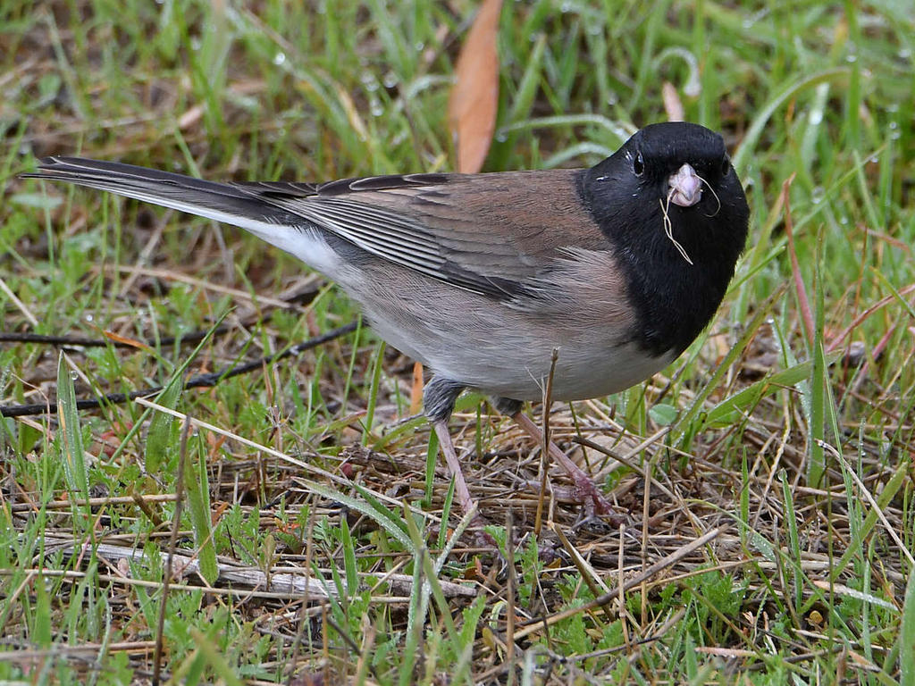 Junco4.jpg