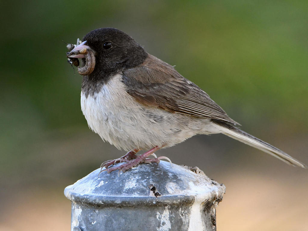 Junco4.jpg