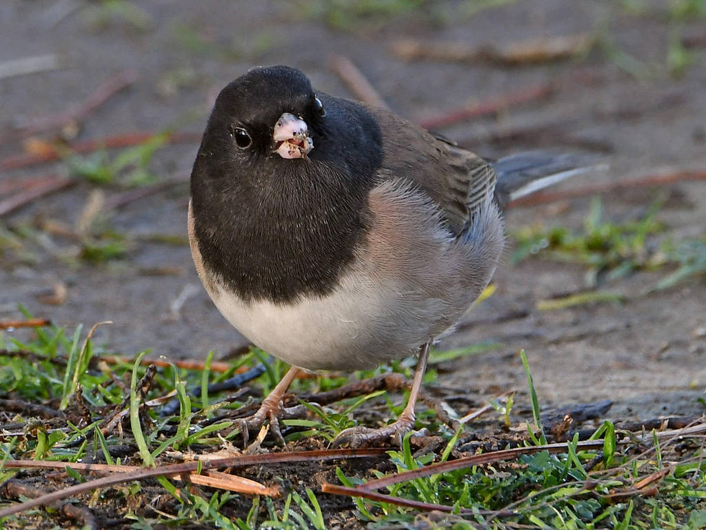 Junco4.jpg