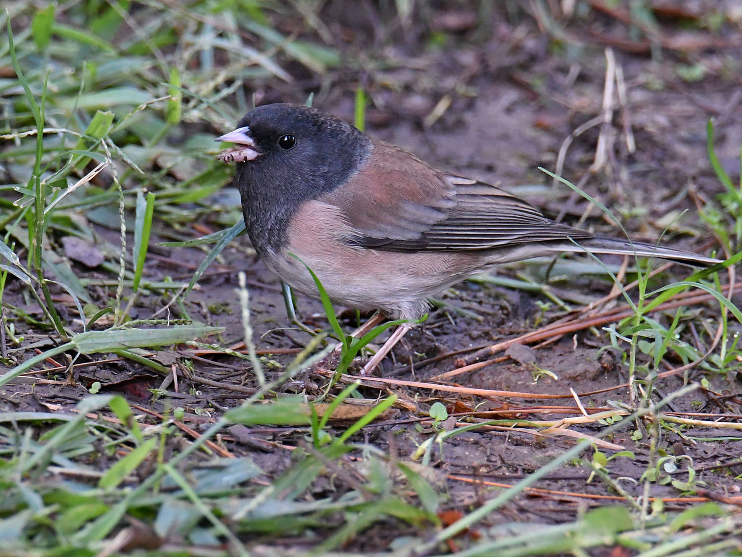 Junco4.jpg
