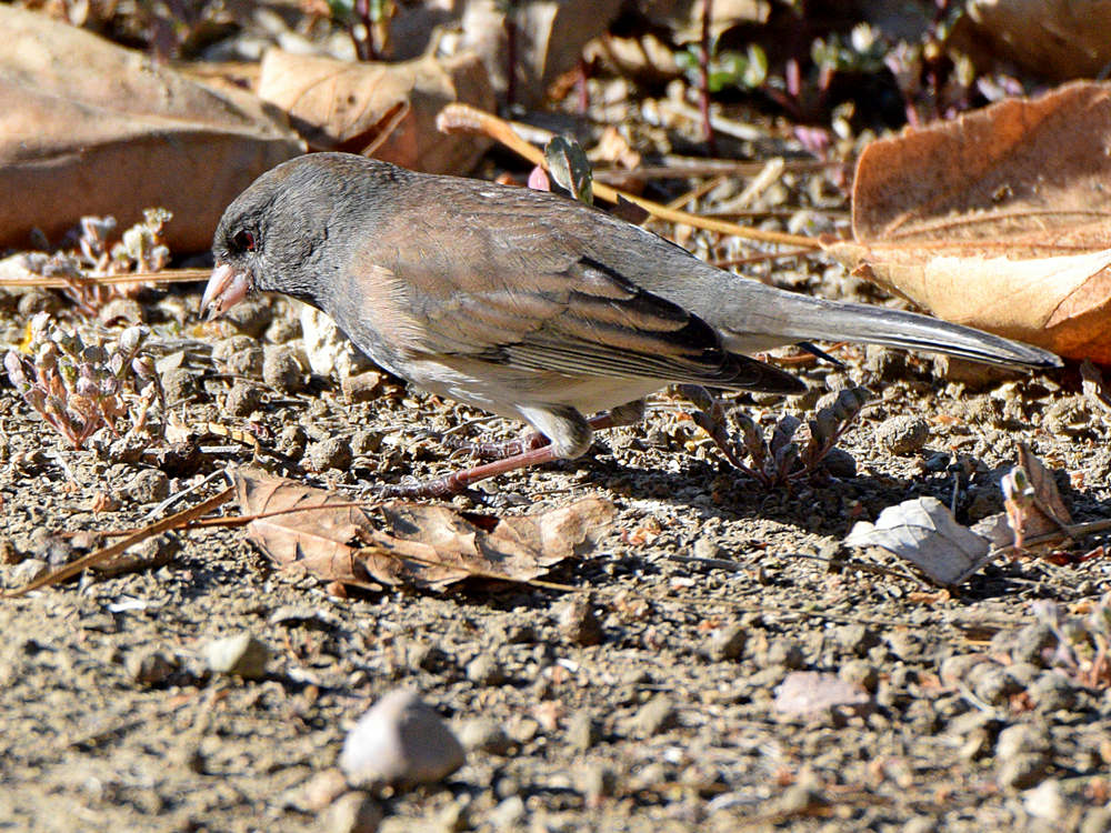Junco5.jpg