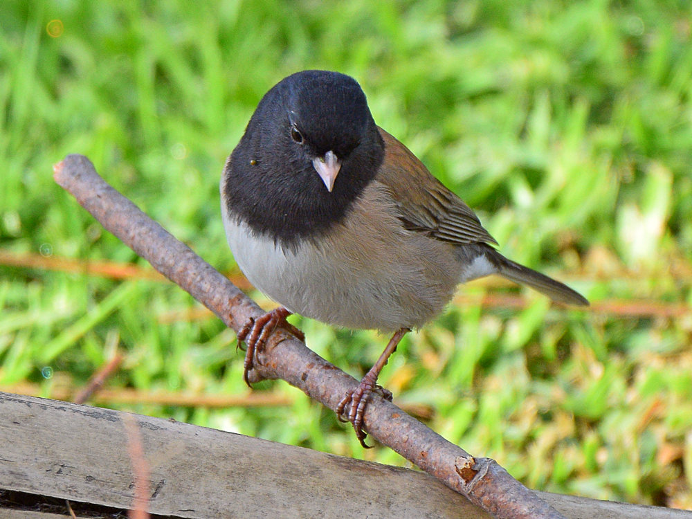 Junco5.jpg