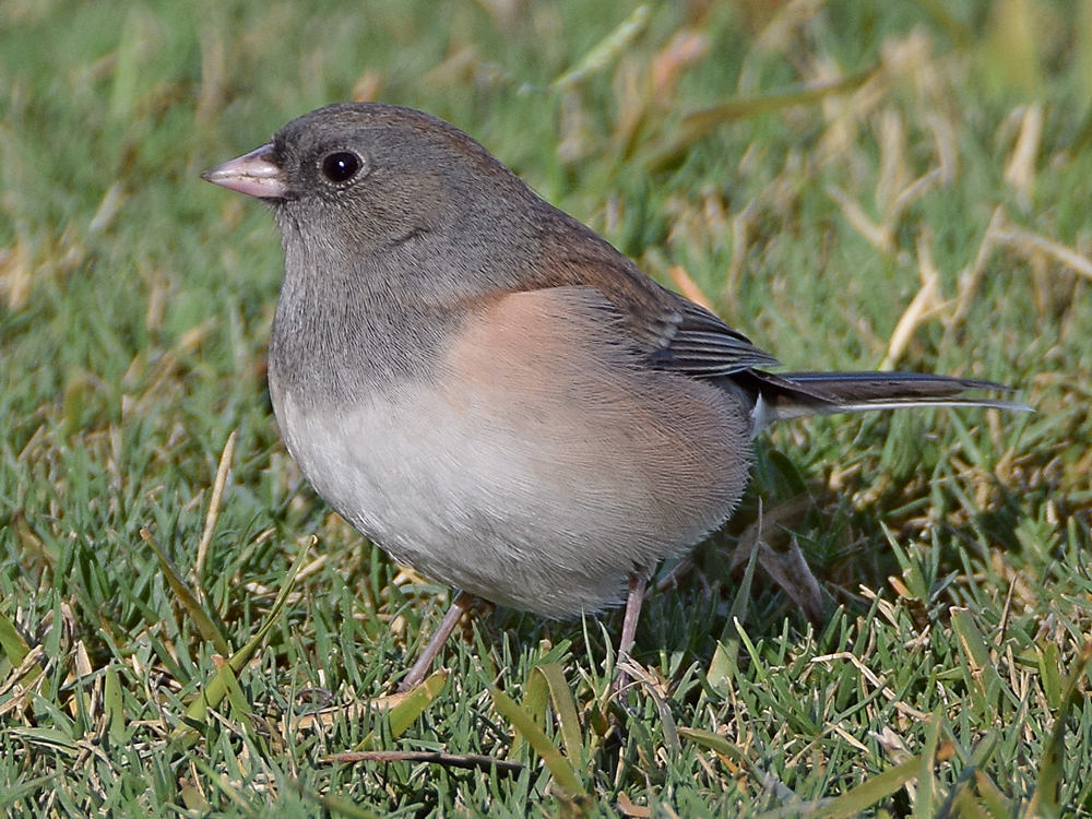 Junco5.jpg