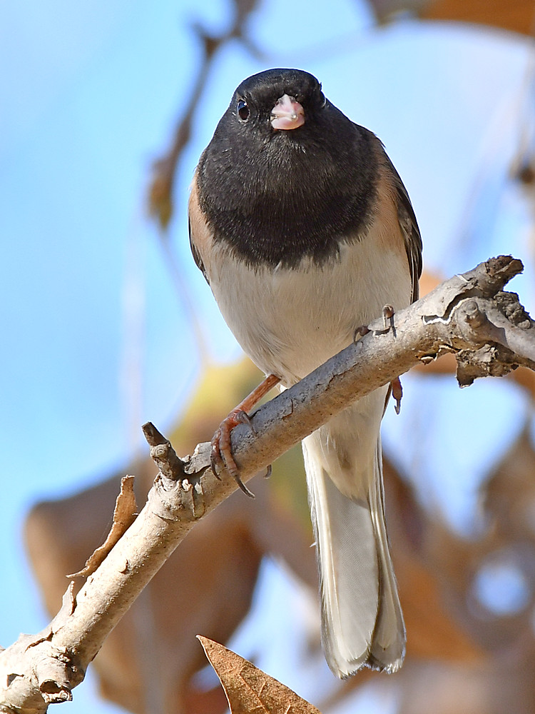 Junco5.jpg