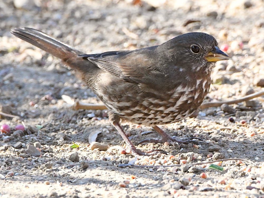 Junco5.jpg