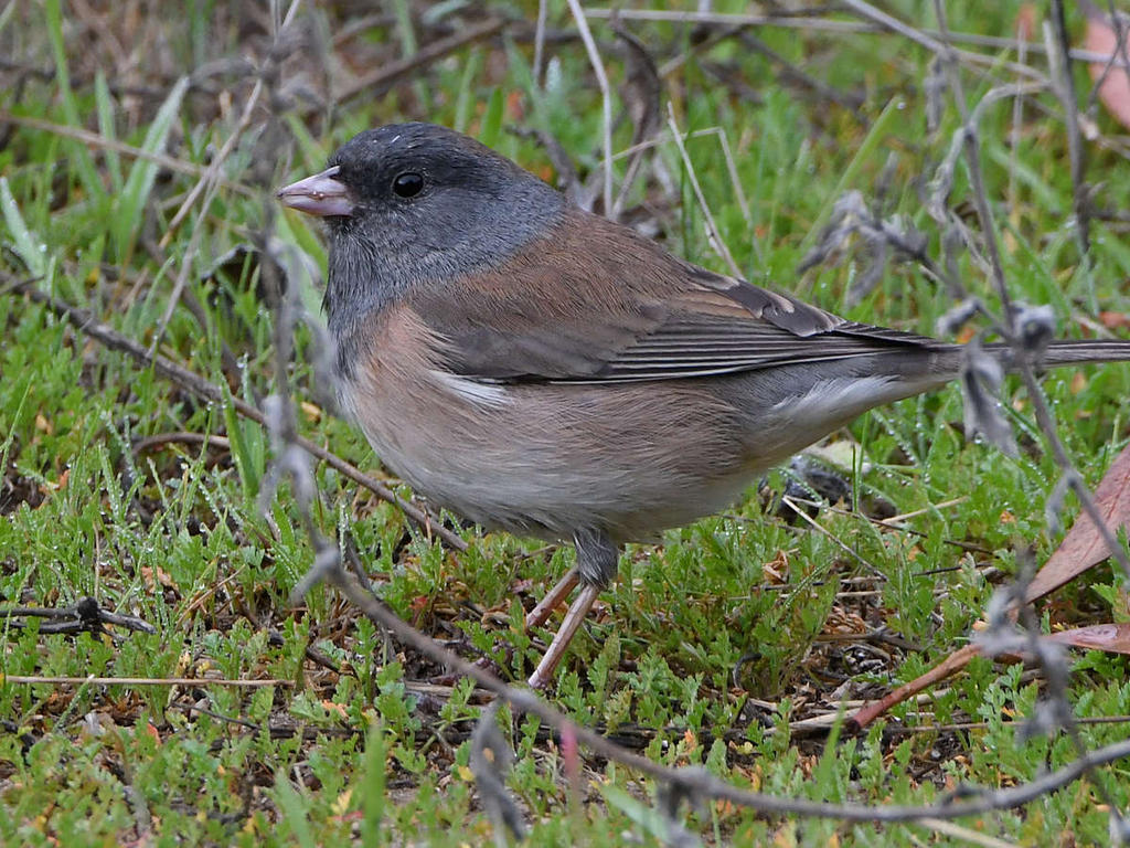 Junco5.jpg