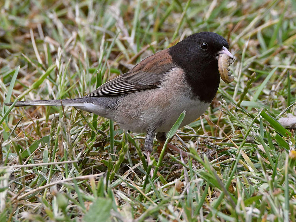 Junco5.jpg