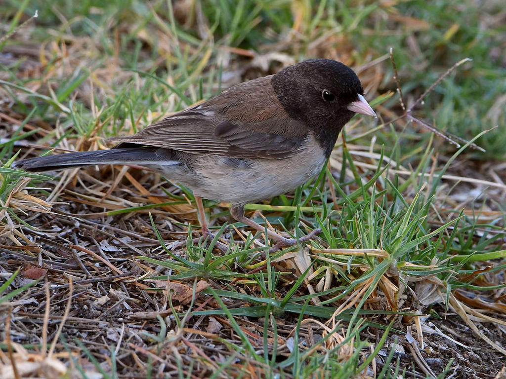 Junco5.jpg