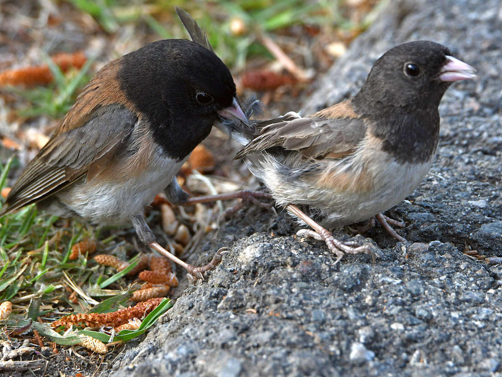 Junco5.jpg