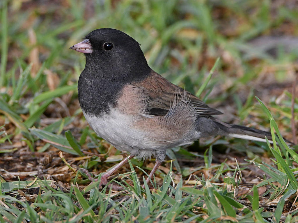 Junco5.jpg