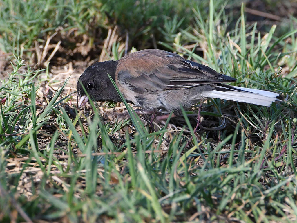 Junco5.jpg