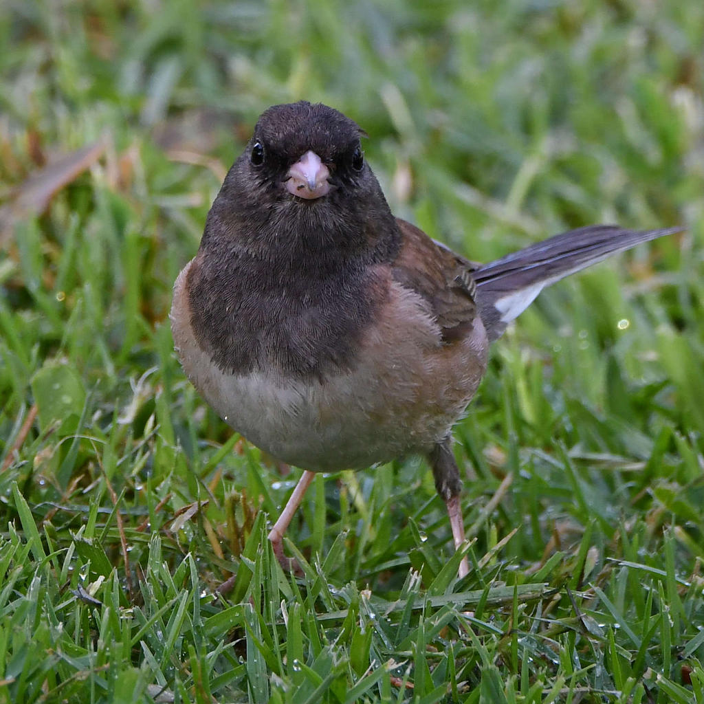 Junco6.jpg