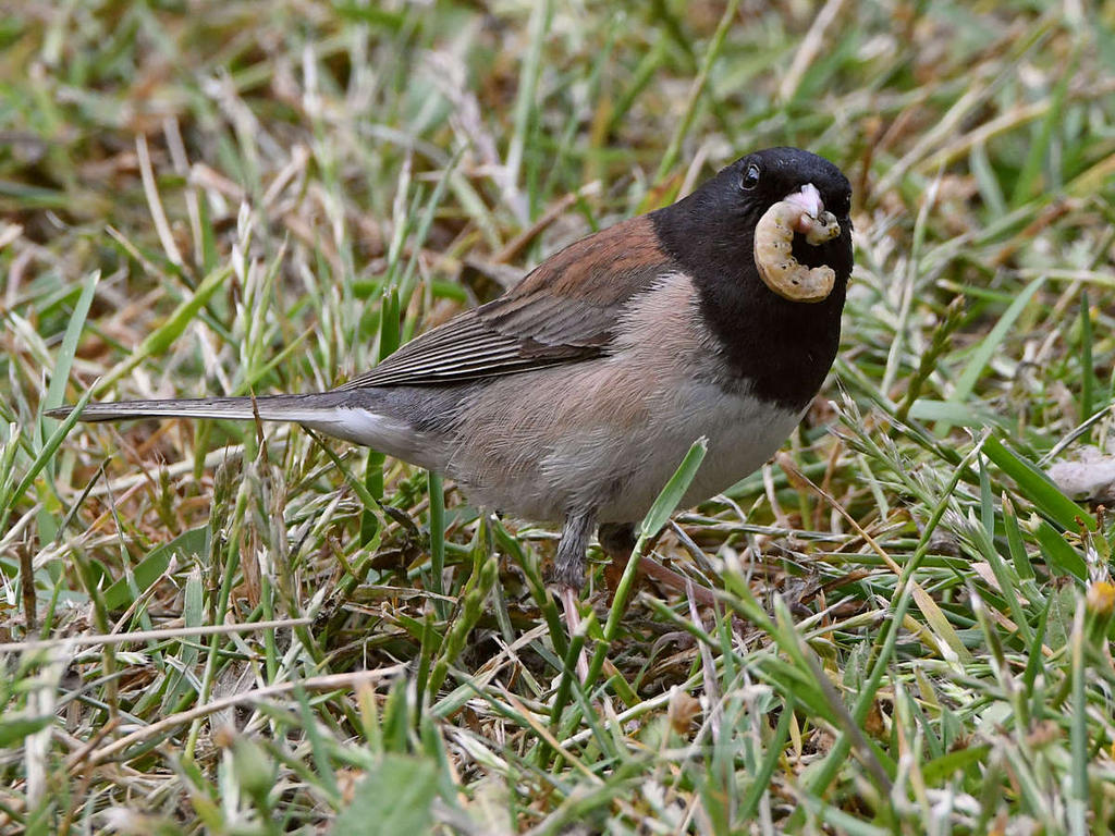 Junco6.jpg