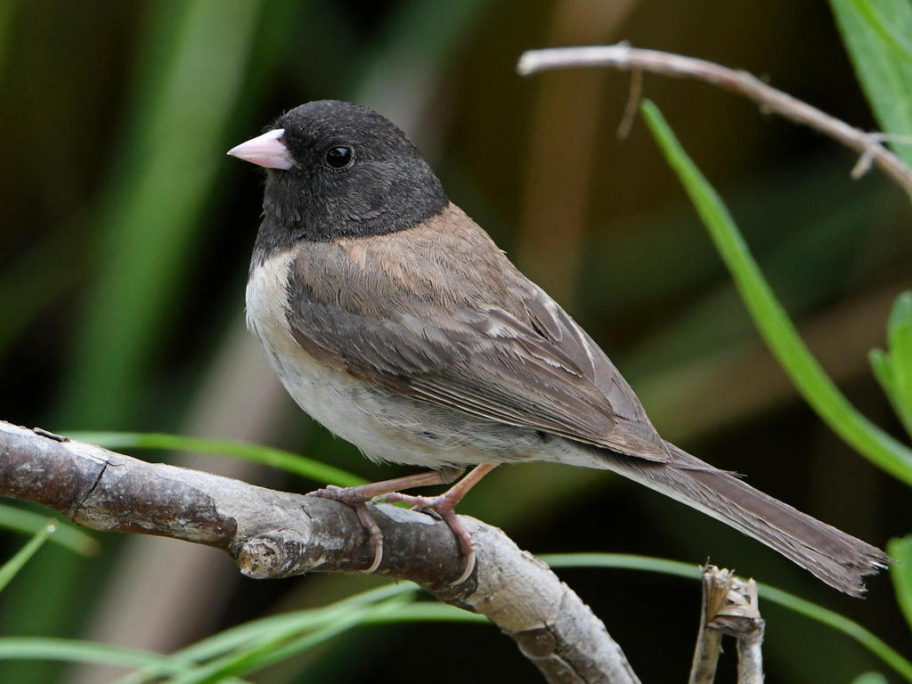 Junco6.jpg