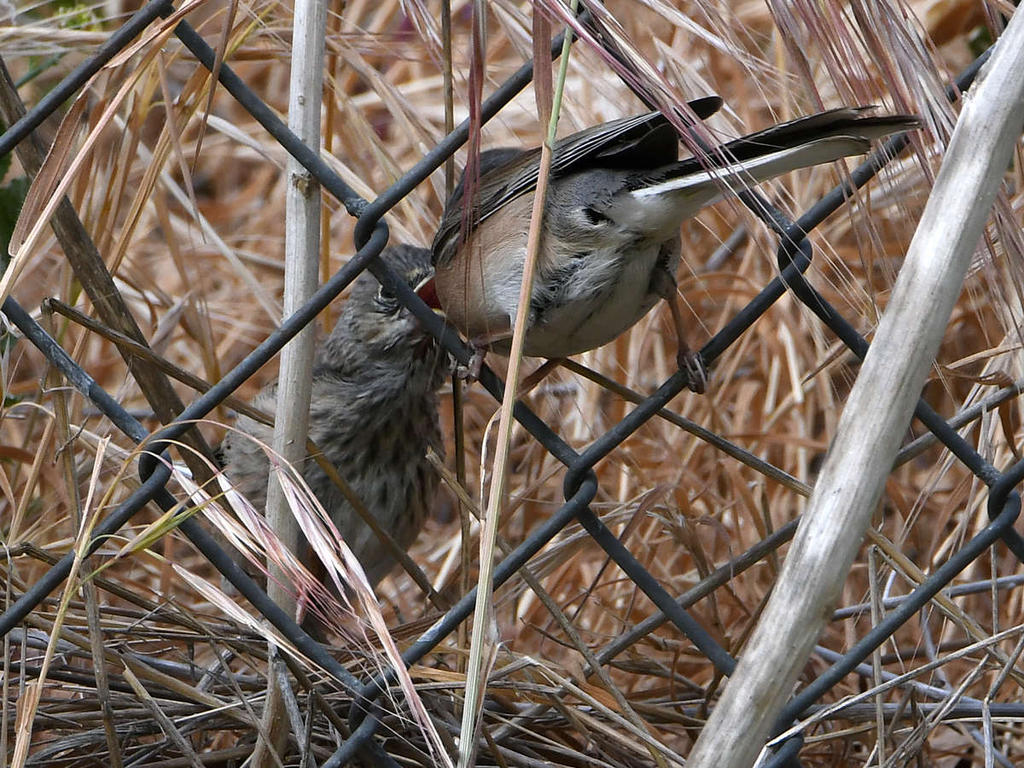 Junco7.jpg