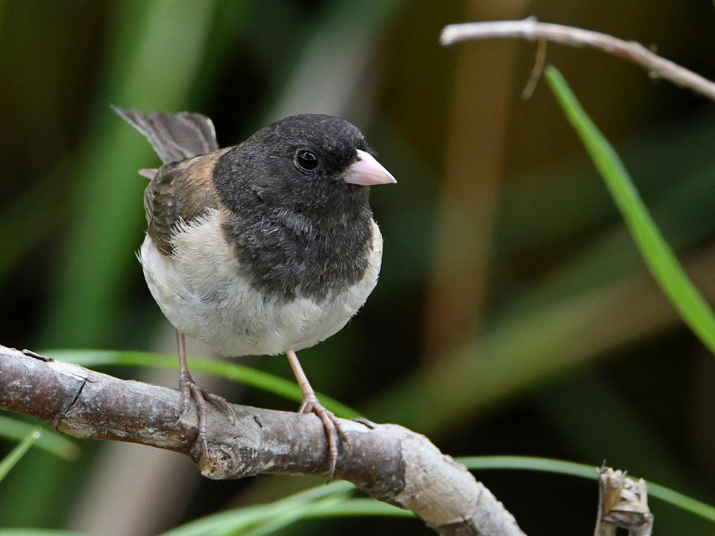 Junco7.jpg