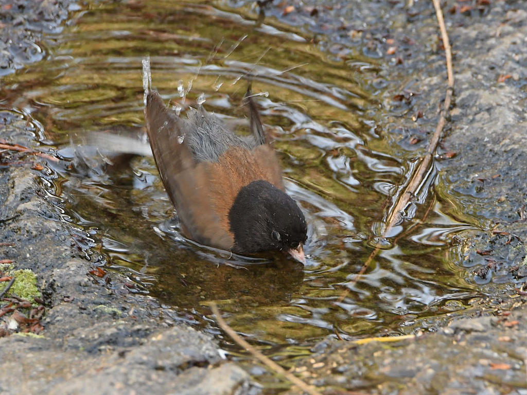 Junco7.jpg