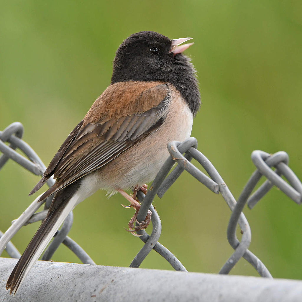 Junco7.jpg