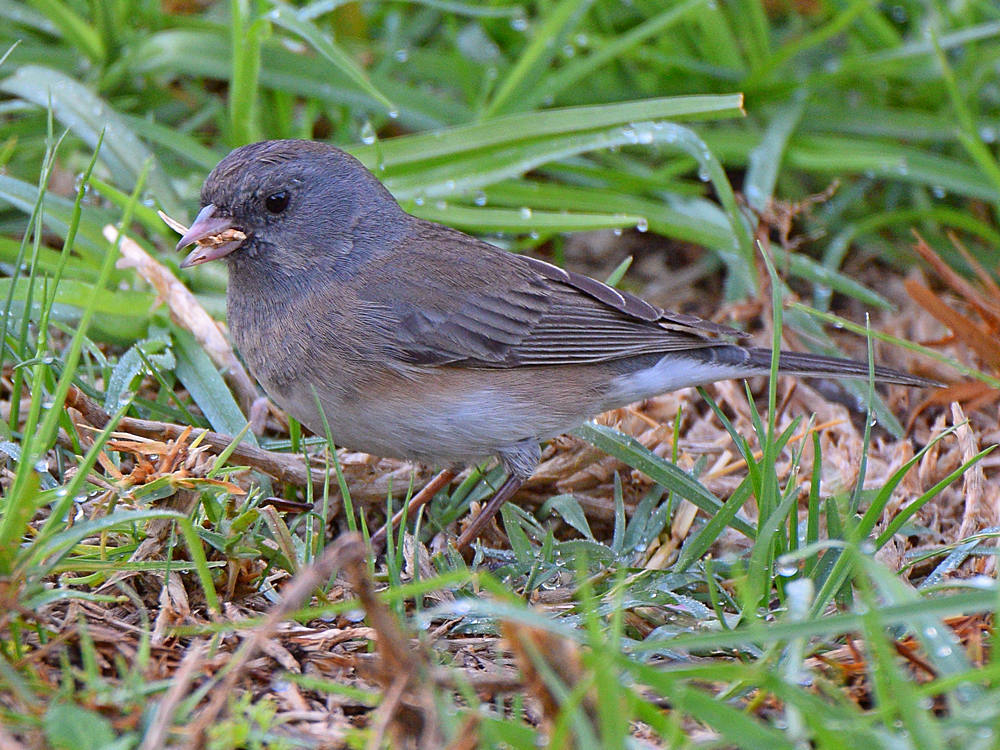 Junco8.jpg