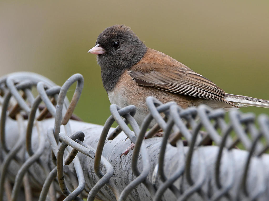 Junco8.jpg