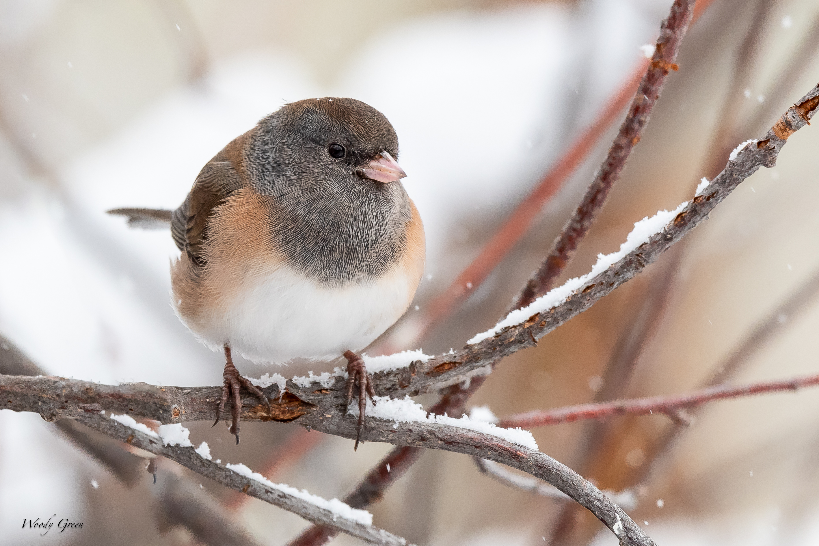 JuncoSnow-150.jpg