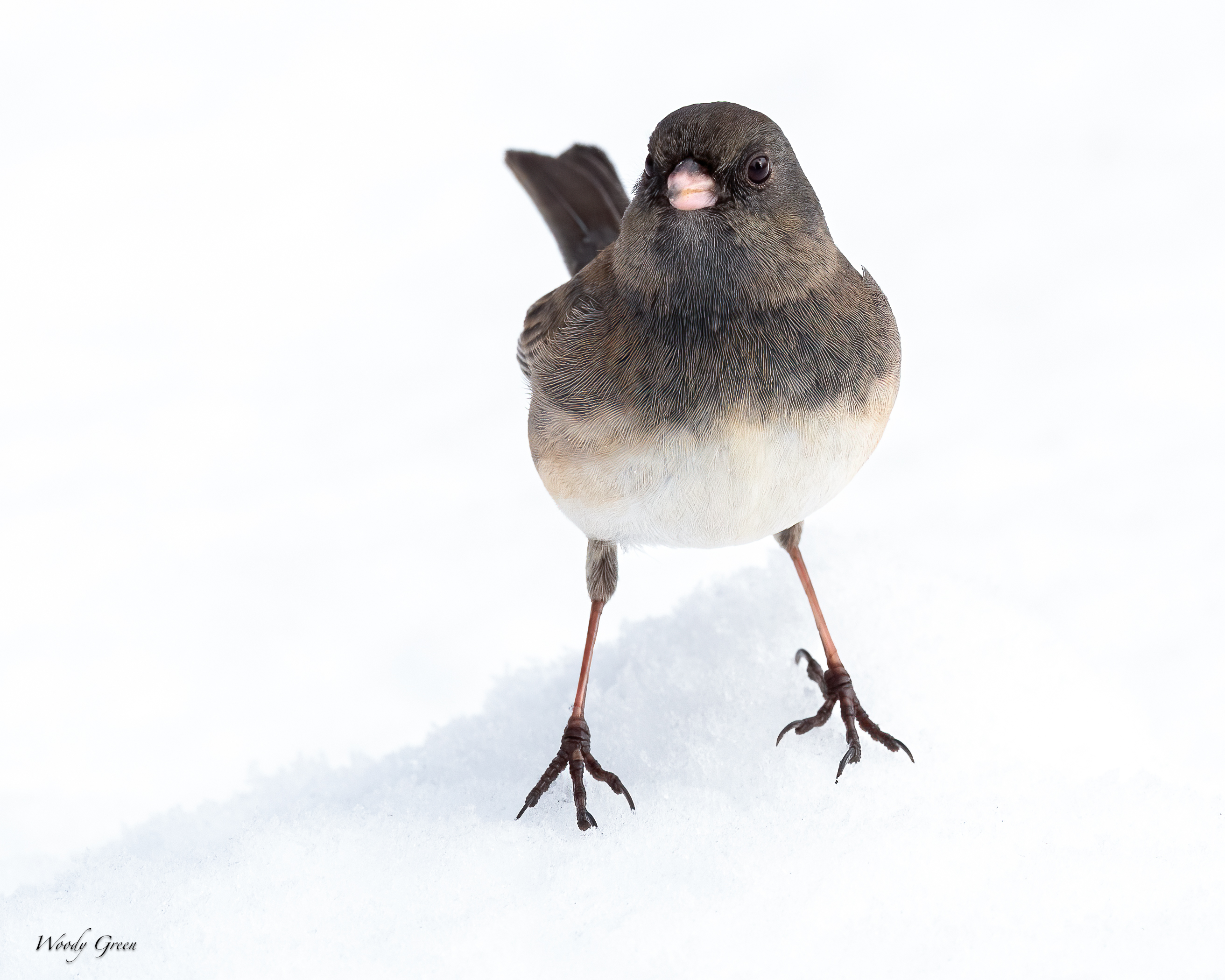 JuncoSnow-266.jpg