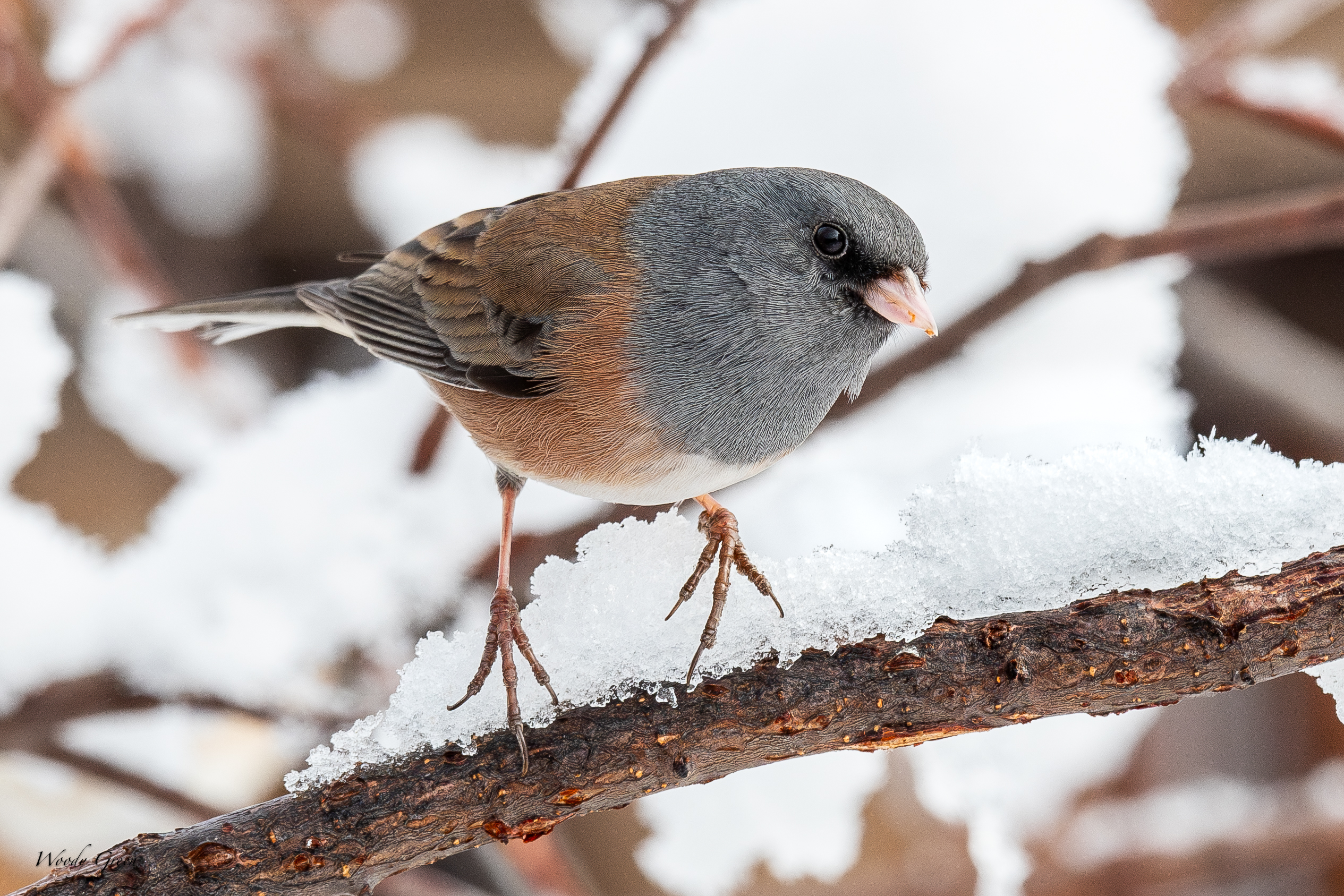JuncoSnow-267.jpg