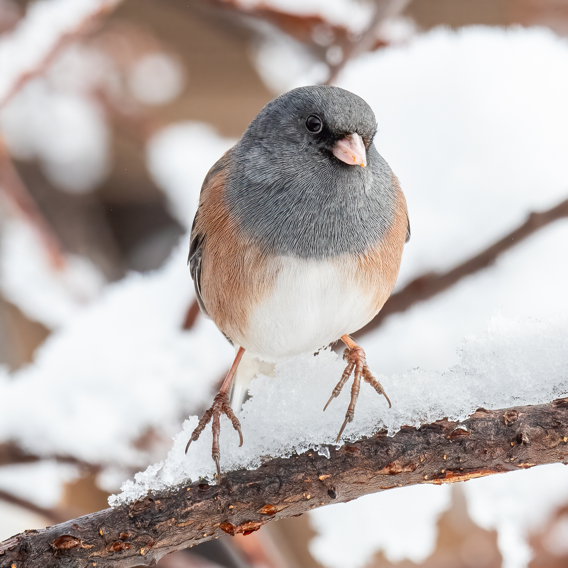 JuncoSnow-268.jpg