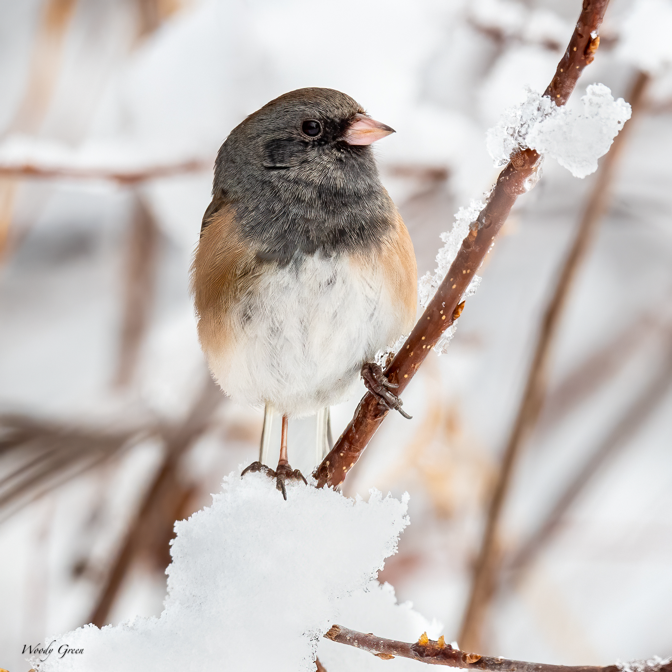 JuncoSnow-269.jpg