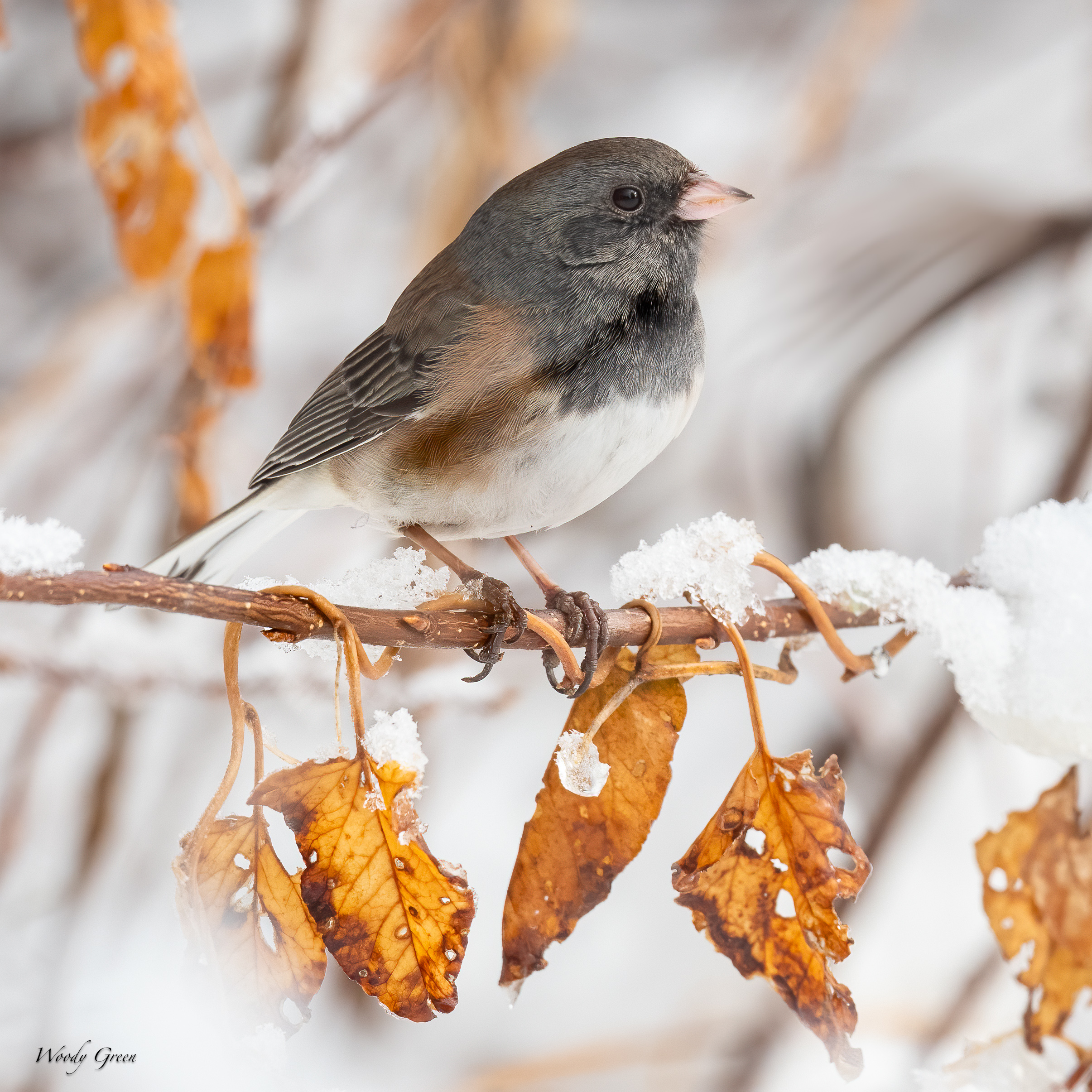 JuncoSnow-270.jpg