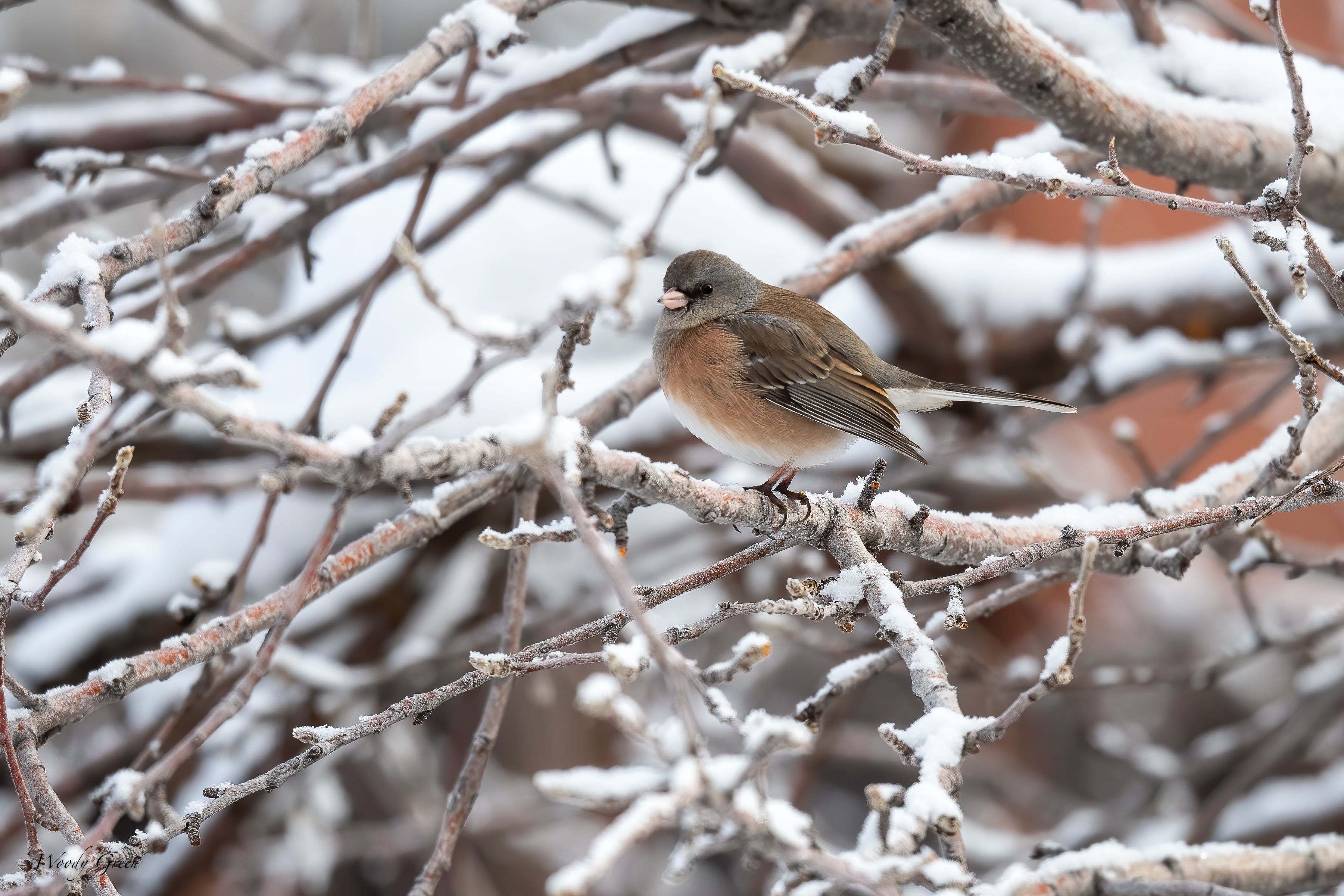 JuncoTreeSnow-520.jpg