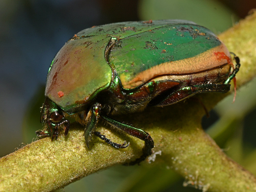 JuneBug.jpg