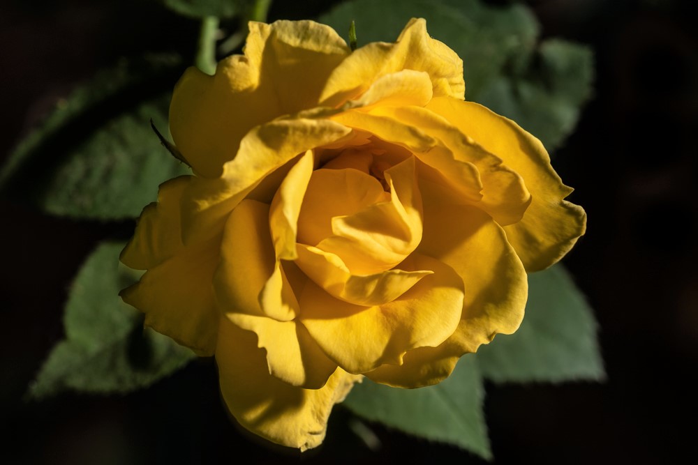 just a yellow rose.jpg